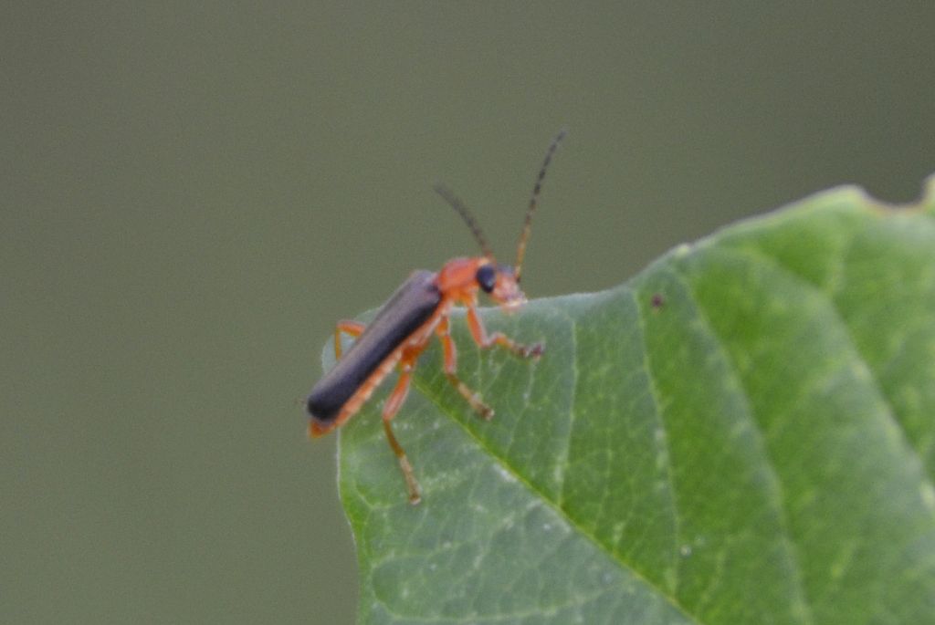 Cantharis cfr. flavilabris